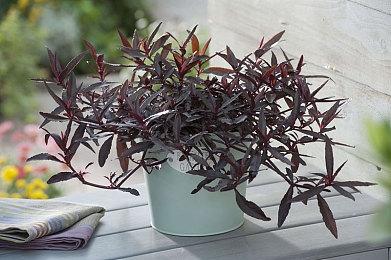 今天是《艾尔登法环》发售一周年